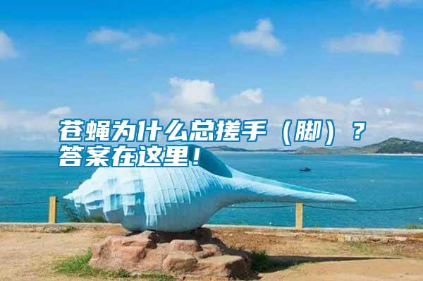 蒼蠅為什么總搓手（腳）？答案在這里！