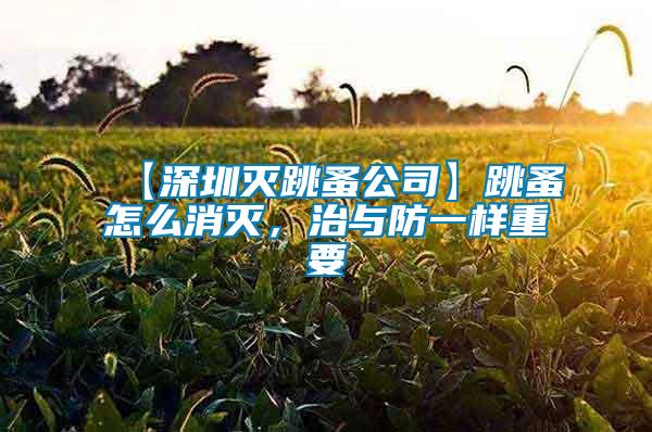 【深圳滅跳蚤公司】跳蚤怎么消滅,治與防一樣重要