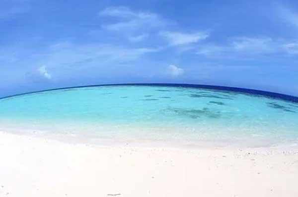 【深圳滅跳蚤公司】家里有貓跳蚤怎么辦，如何消滅跳蚤？