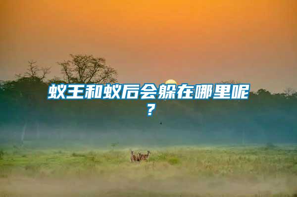 蟻王和蟻后會躲在哪里呢?