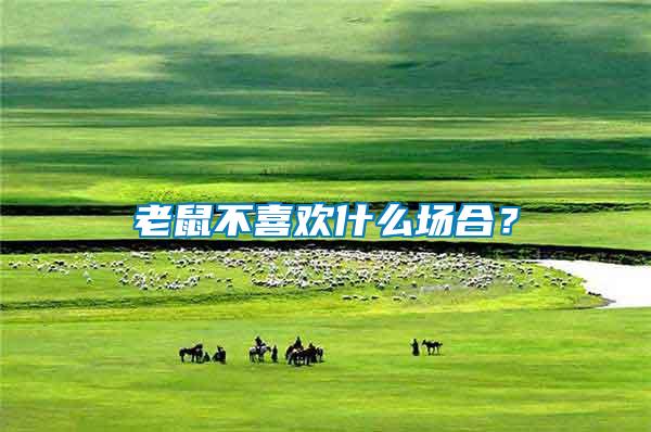 老鼠不喜歡什么場合？