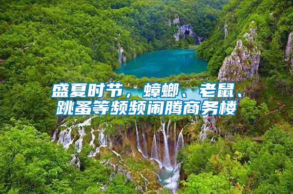 盛夏時節(jié),蟑螂、老鼠、跳蚤等頻頻鬧騰商務樓