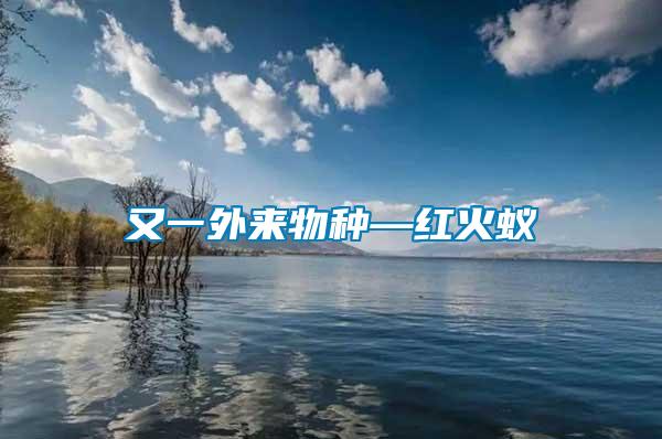 又一外來物種—紅火蟻