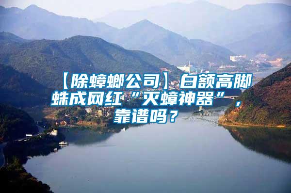 【除蟑螂公司】白額高腳蛛成網(wǎng)紅“滅蟑神器”，靠譜嗎？