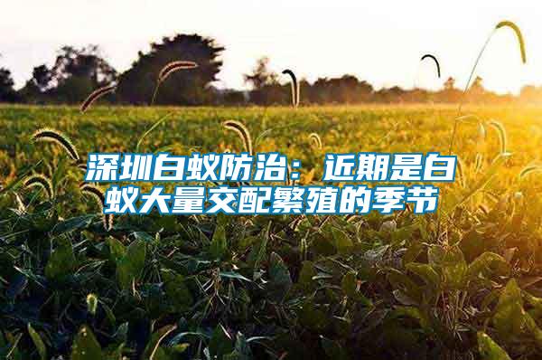 深圳白蟻防治:近期是白蟻大量交配繁殖的季節