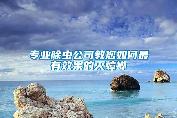專業除蟲公司教您如何最有效果的滅蟑螂