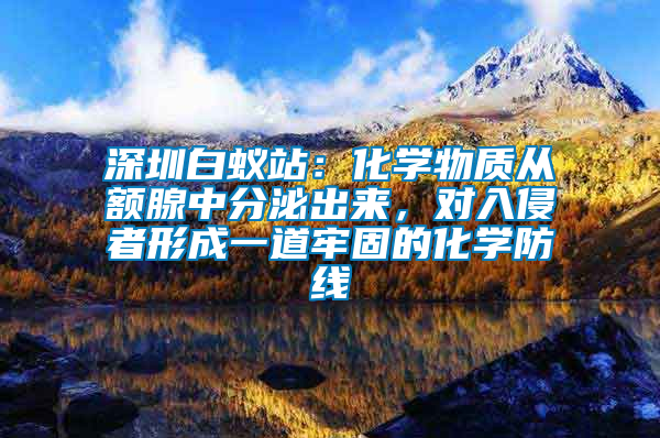 深圳白蟻站:化學物質從額腺中分泌出來,對入侵者形成一道牢固的化學防線