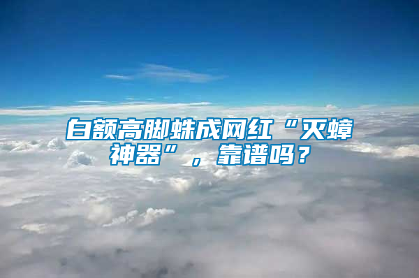 白額高腳蛛成網紅“滅蟑神器”，靠譜嗎？