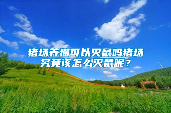 豬場養貓可以滅鼠嗎豬場究竟該怎么滅鼠呢？