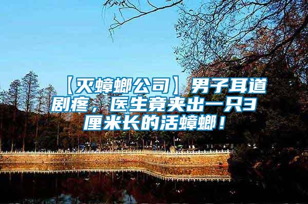 【滅蟑螂公司】男子耳道劇疼，醫(yī)生竟夾出一只3厘米長的活蟑螂！