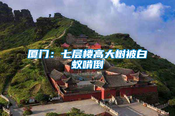 廈門:七層樓高大樹被白蟻啃倒