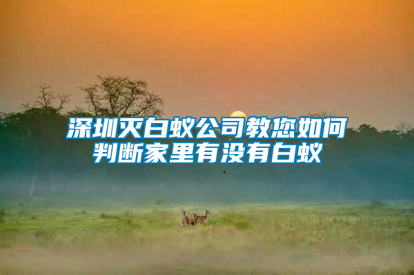 深圳滅白蟻公司教您如何判斷家里有沒(méi)有白蟻